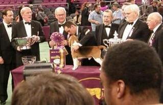 Show and hobby breeders preserve the breed standards, protect the health and welfare of dogs, and are the backbone support for all dog clubs.