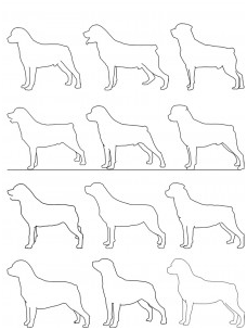 Breed Priorities - Rottweilers