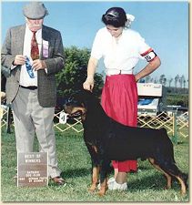 CH Deacon Vom Landhaus SchH III, BH, ZTP, AD 