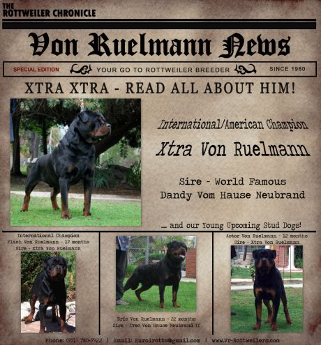 International/American Champion Xtra Von Ruelmann