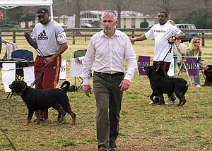 THE DAILY NEWS / Randy Davey / Going to the dogs: Gerard O'Shea, looking at the female rottweilers during the East Carolina Rottweiler Klub 2007 Winter Sieger Show, traveled from Sweden to judge the show at the Onslow Pines Park.