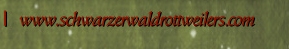 www.schwarzerwaldrottweilers.com
