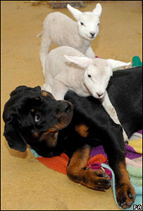 Molly the Rottweiler and Lucky and Charm