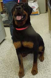 Male Rottweiler for adoption