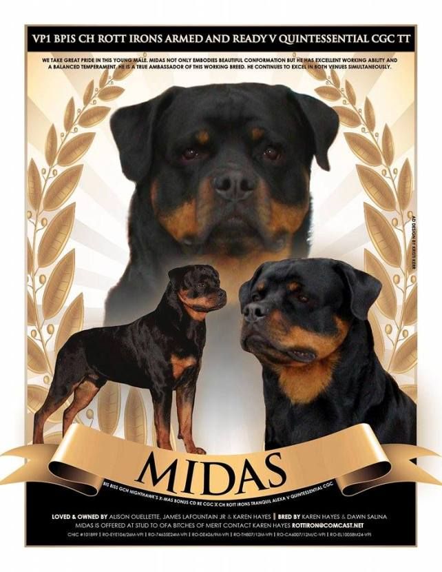 The Rottweiler Chronicle Rott Iron Rottweilers