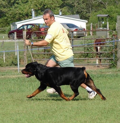 darkstarr rottweilers