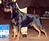Am Ch Darkstarr's Chrome von Dietrich, CGC