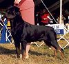 Ch. Tagar's Ikon Do It All CDX RE CS CGC