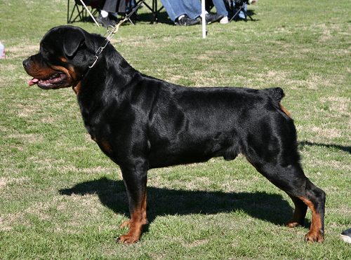 darkstarr rottweilers