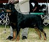 CH. Karriem's Nero