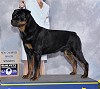 Champion Homestead's Pocano von scopa CGC