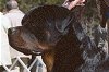 V-2 AKC CH/UKC CH Hopehill's Semper Fi "Tiger"