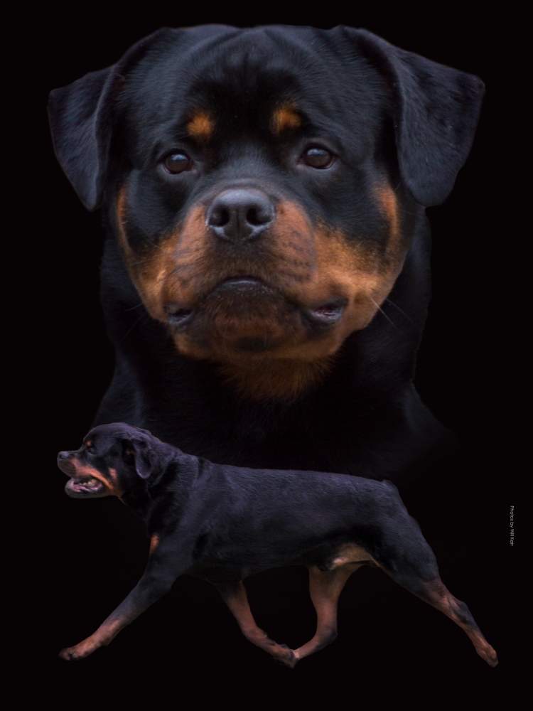 Rott Irons Zest For Life V Quintessential