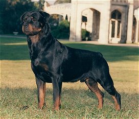 CH. OAKBROOK�S CALIBER V DOROH, TD