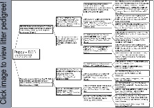 Click image to view litter pedigree!