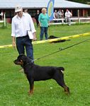 Norsk Rottweiler Klubb