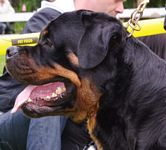 Norsk Rottweiler Klubb